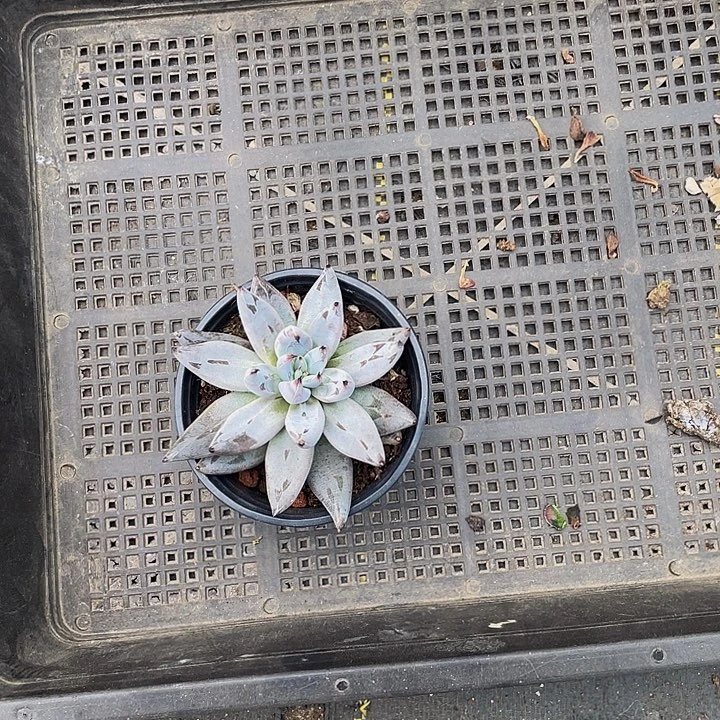 ꧁***꧂14号筐带盆土发货