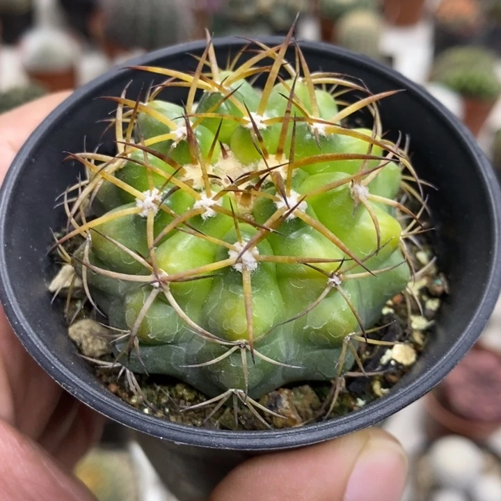 实生圆盘玉黄体特价