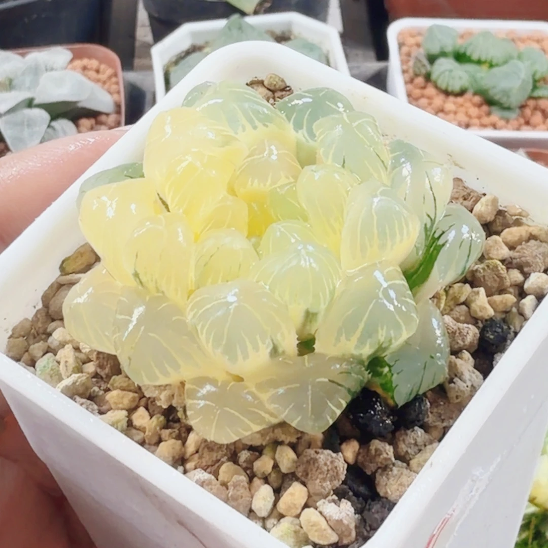 十二卷实生冰灯锦福利