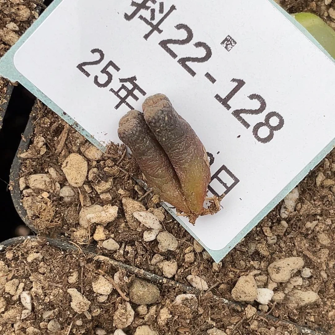 水*冻22-128肉锥多肉植物