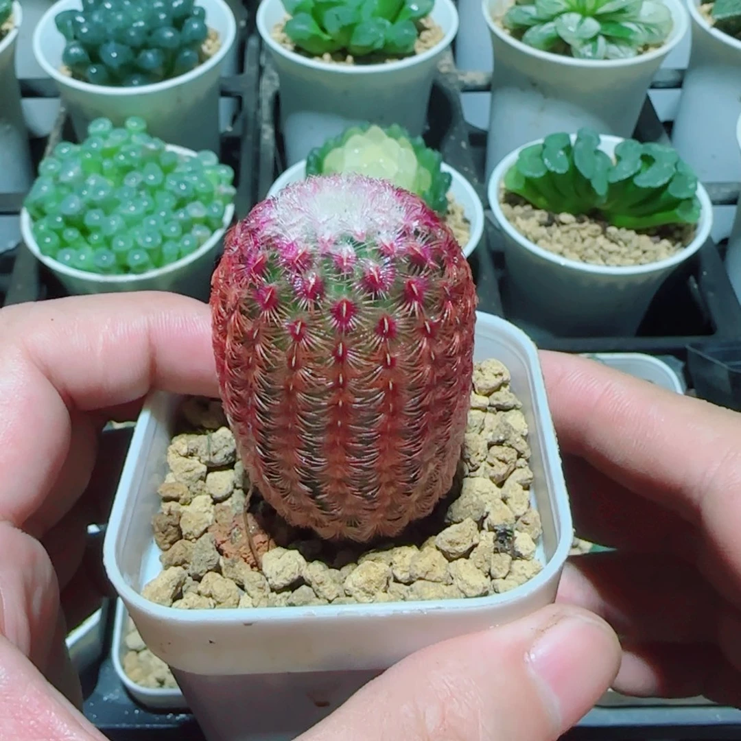 红太阳多肉植物