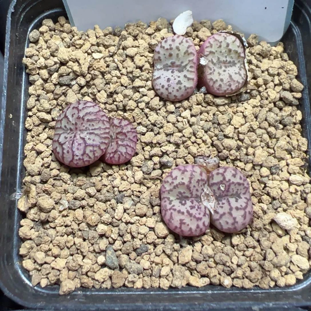 4-232安贞多肉植物