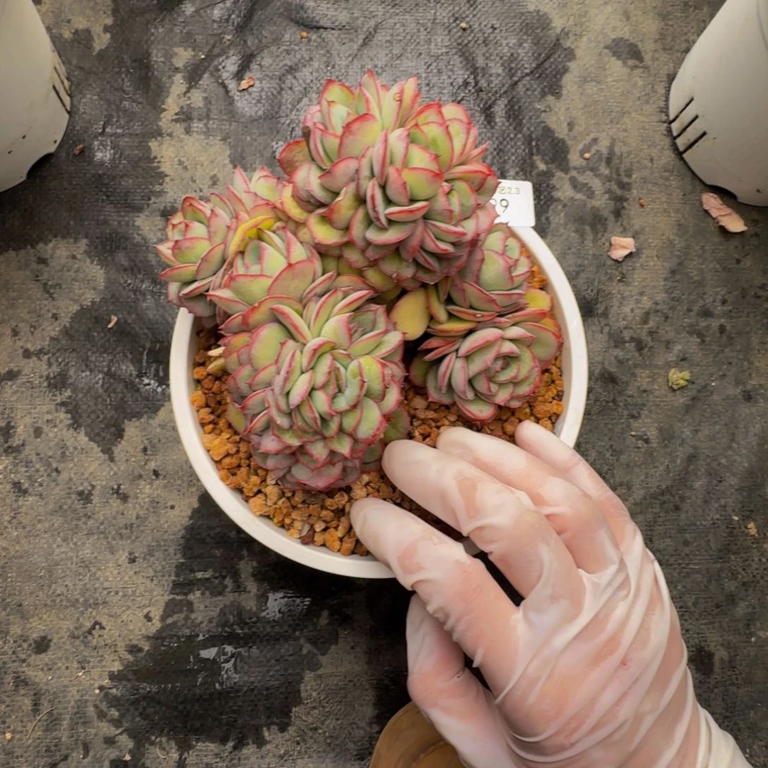 g g g g g g g g g 99