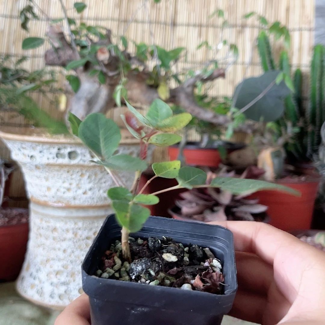 卵叶乳香多肉植物一个
