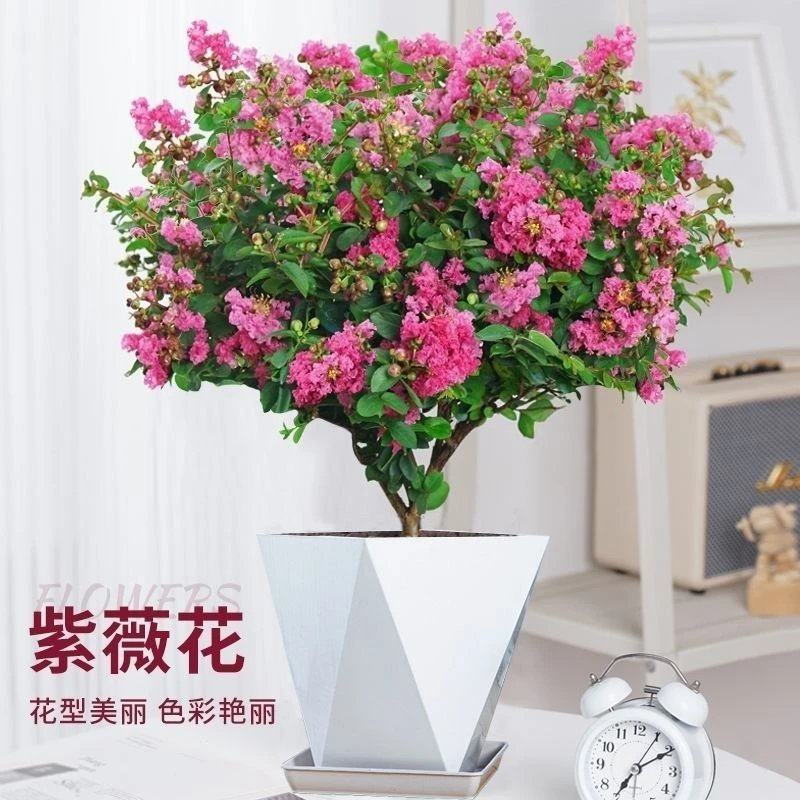 紫薇花盆栽带花苞发货老桩贵妃球紫薇耐热绿植物阳台庭院好养盆景