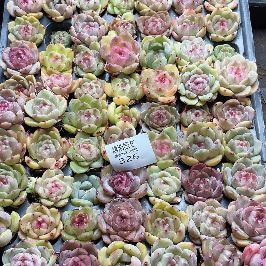 招**喵珍妮混一物一拍326