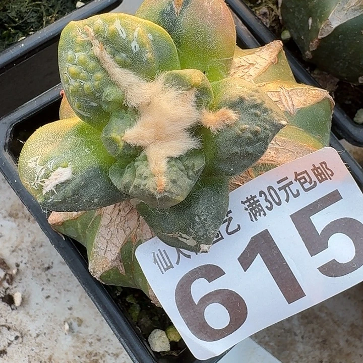无花朵615大尤牛舌怒涛花锦微瑕刺东三