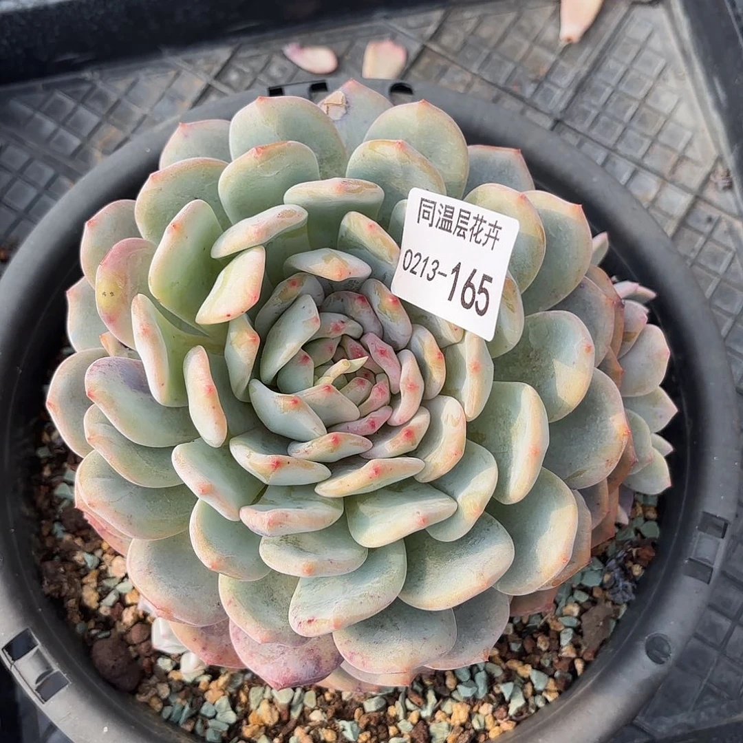 同温层多肉165雪天使