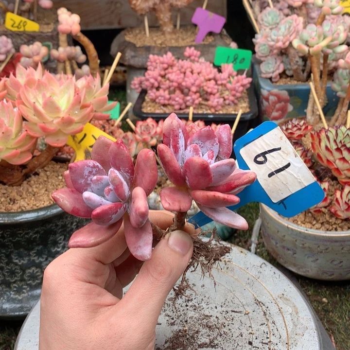 蔡***蔡无花朵多肉植物一物一拍61