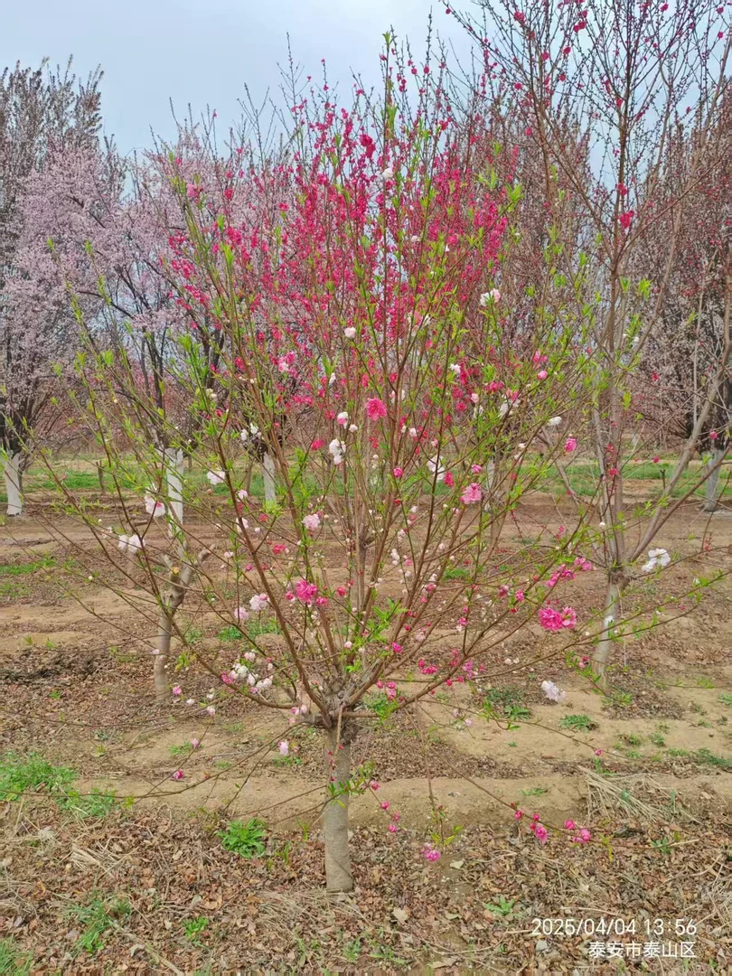 #洒金碧桃一物一拍#经典庭院黄杨树金丝楠木树