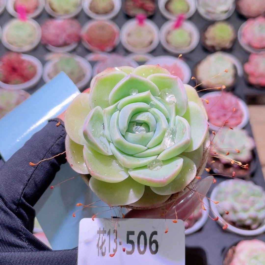 花利美13-506新品