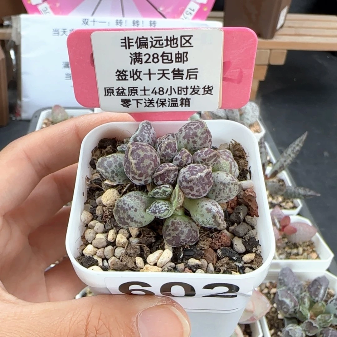 602达摩海豹多肉