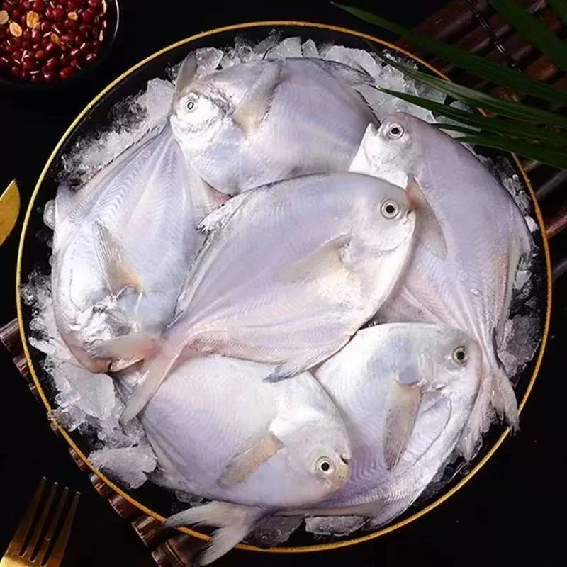 【明日达】5斤野生银鲳鱼海鲜5-6条/斤海捕水产顺丰发货