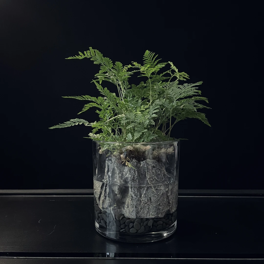 微景观造景狼尾蕨直筒创意精致生态中式茶桌玄关桌面
