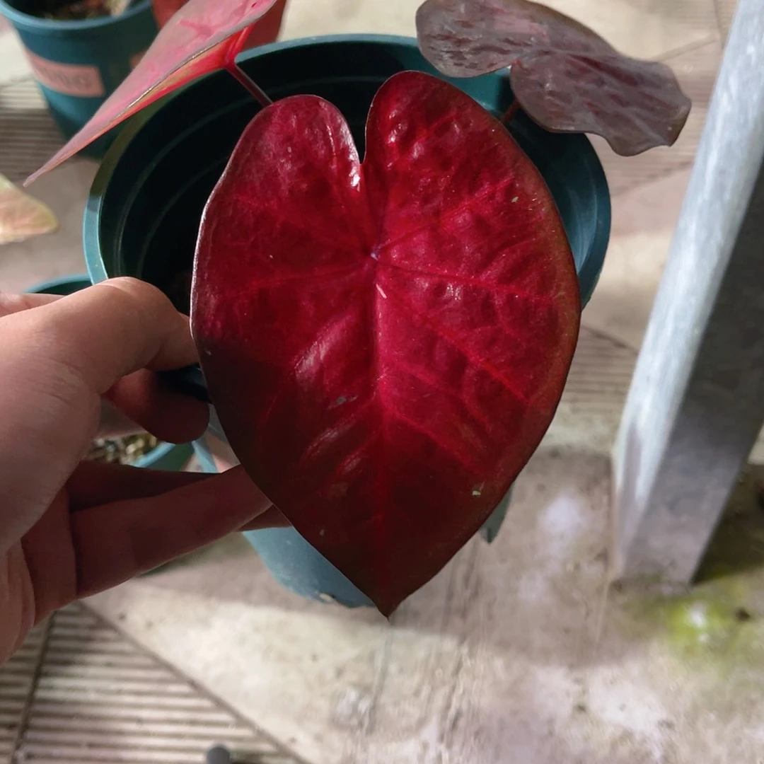 完全开放711泰彩