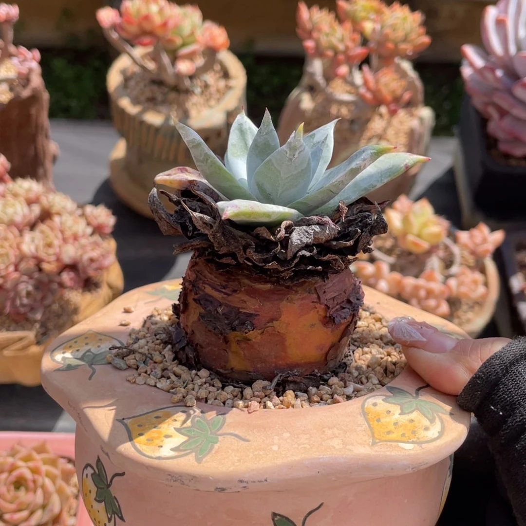 雪山仙女杯大粗腿