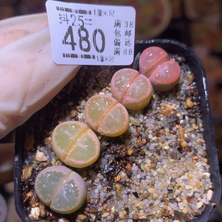 精品生石花25.480
