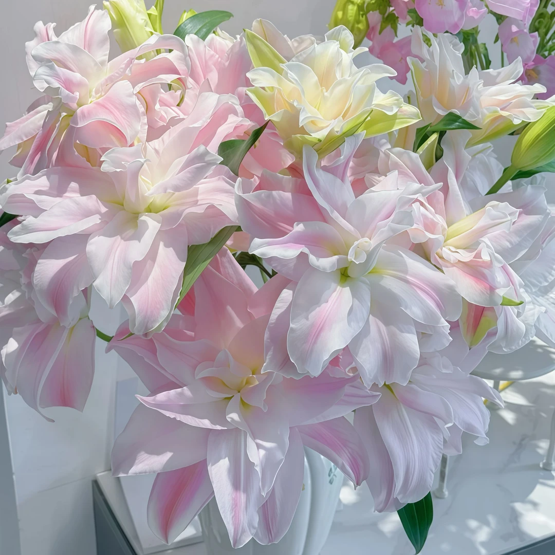 【香水百合种球】贵妃百合花重瓣浓香型庭院花卉正宗进口种球多年生