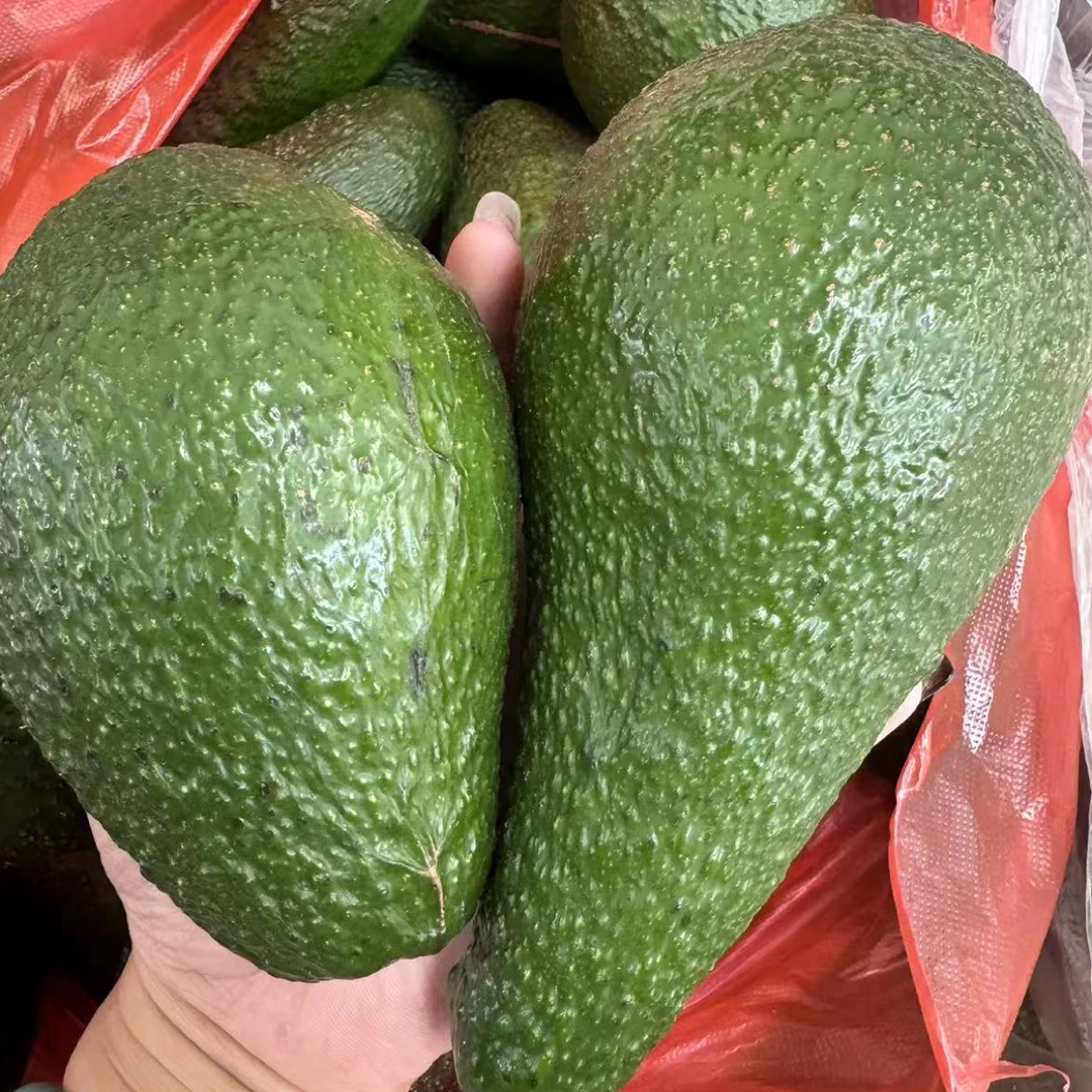 云南哈斯牛油果新鲜当季现摘水果宝宝辅食顺丰发货现货速发——9——