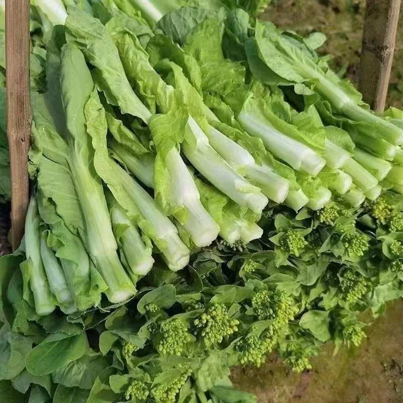 白菜苔农家白菜苔