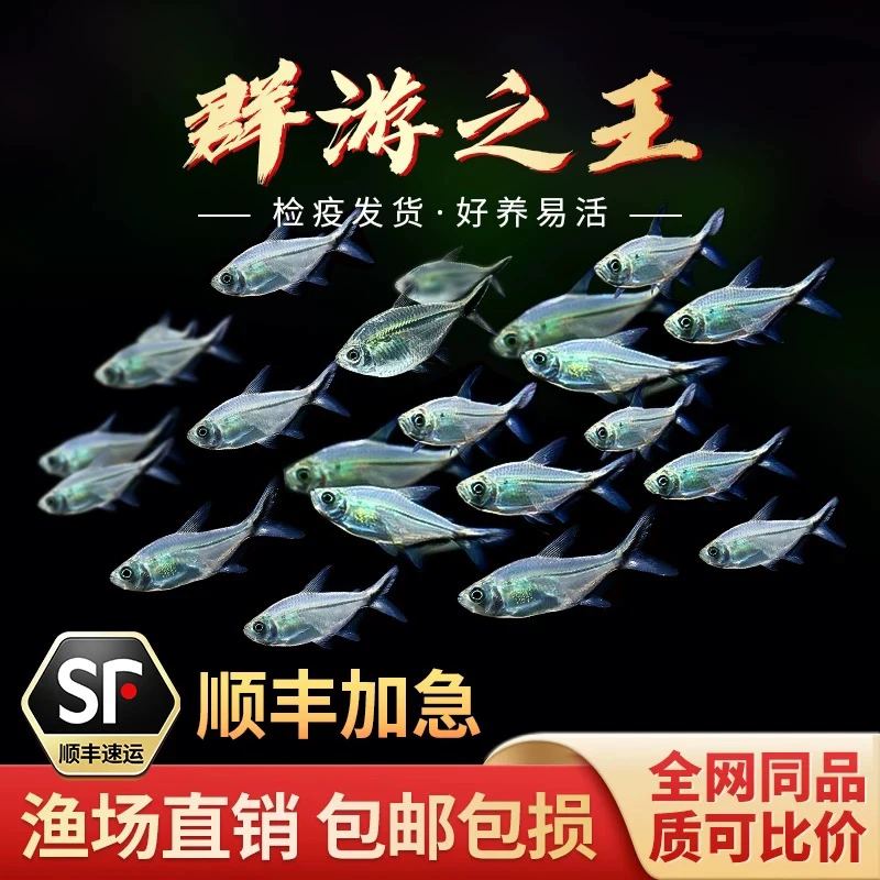 黑尾大勾群游观赏鱼小型活体热带鱼草缸好养耐活混养鱼缸群游之王