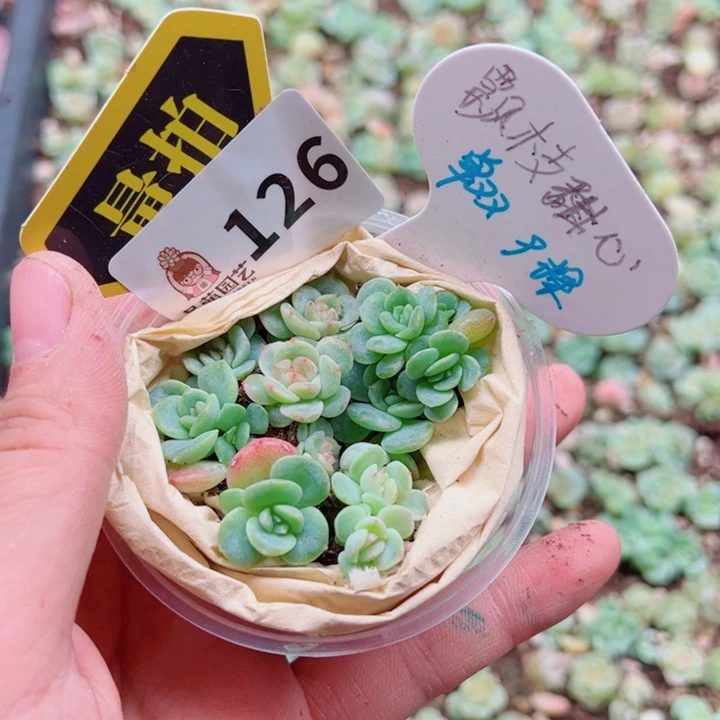 多肉植物多肉植物