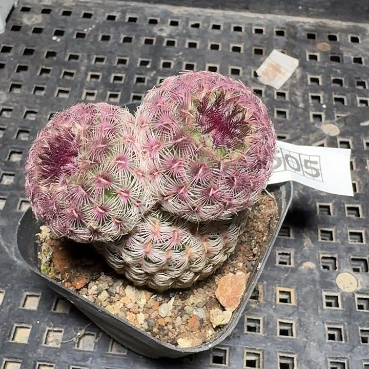 505红太阳脱土发货