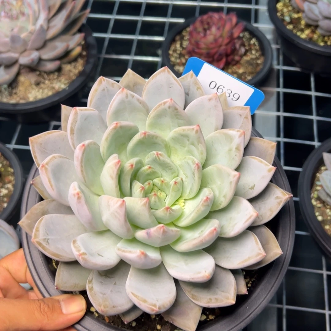 杰*0639肉多饿饿肉多哦肉