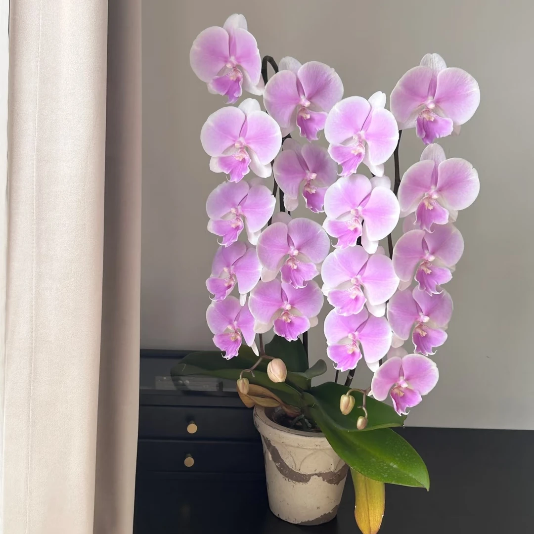 蝴蝶兰—梦幻婚礼(任意两颗包邮只拍一颗发苗)