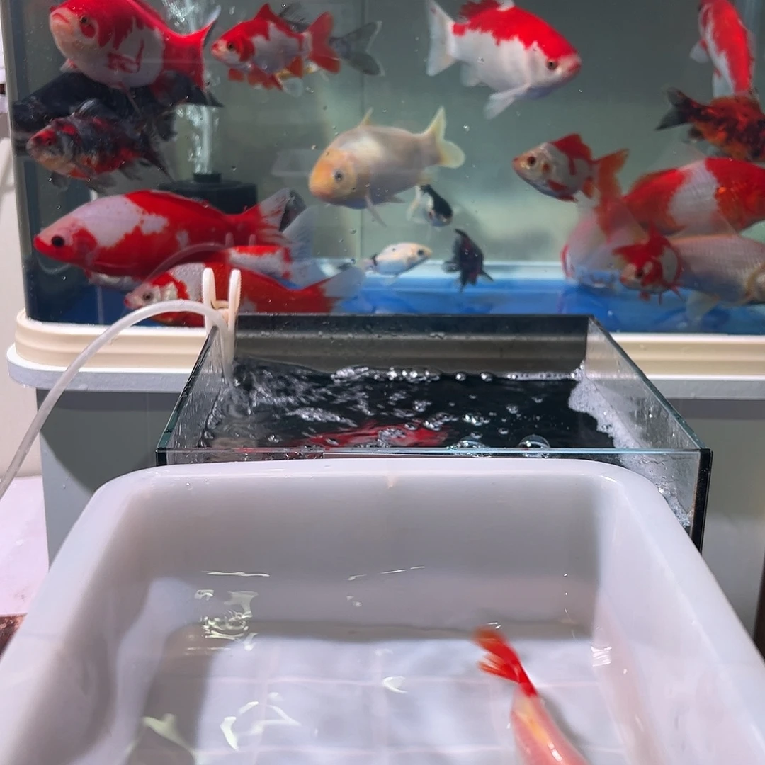 不***.海水观赏鱼福利多多啊