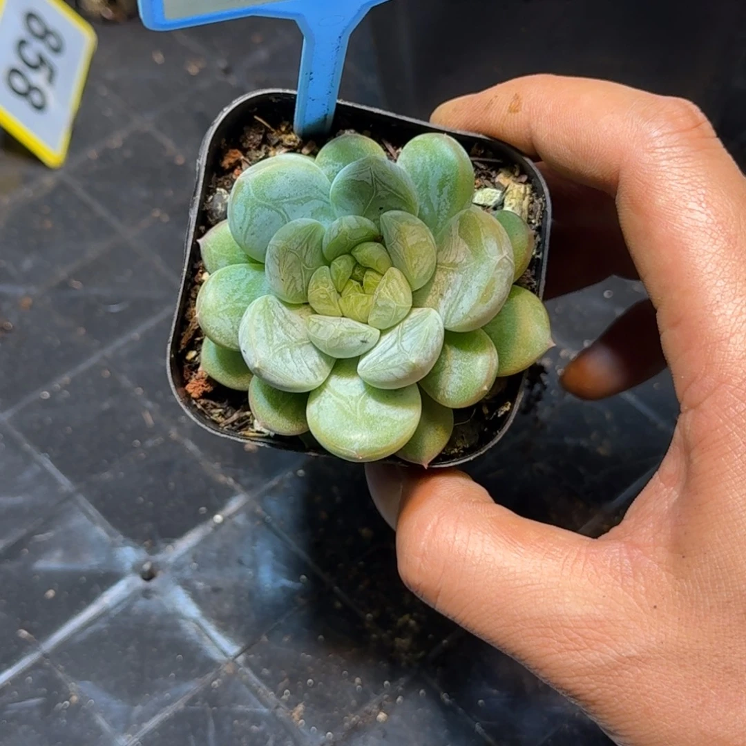 多肉植物百搭翡翠077