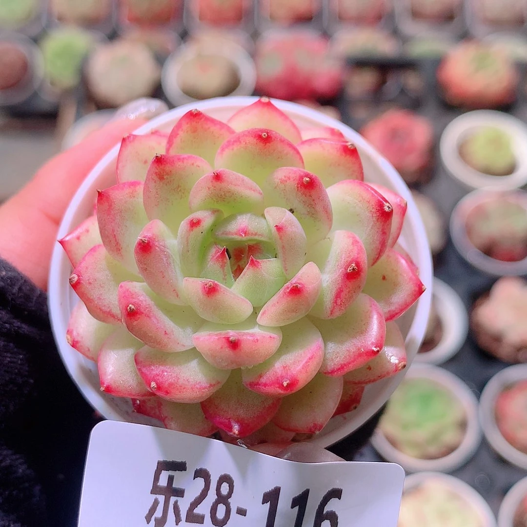 乐然28-116 新品单头