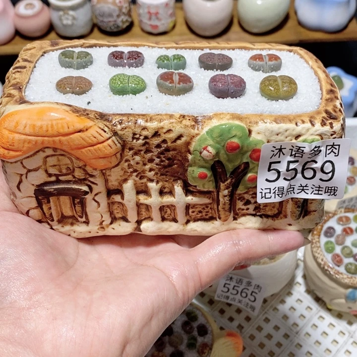 带盆土植物 一物一拍 5569