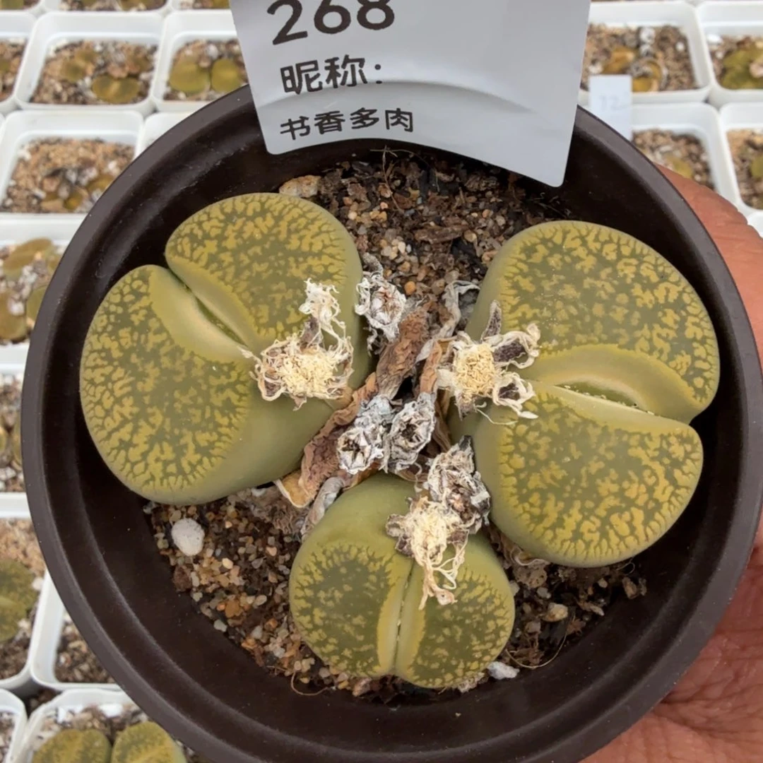 多肉植物多肉植物多肉植物