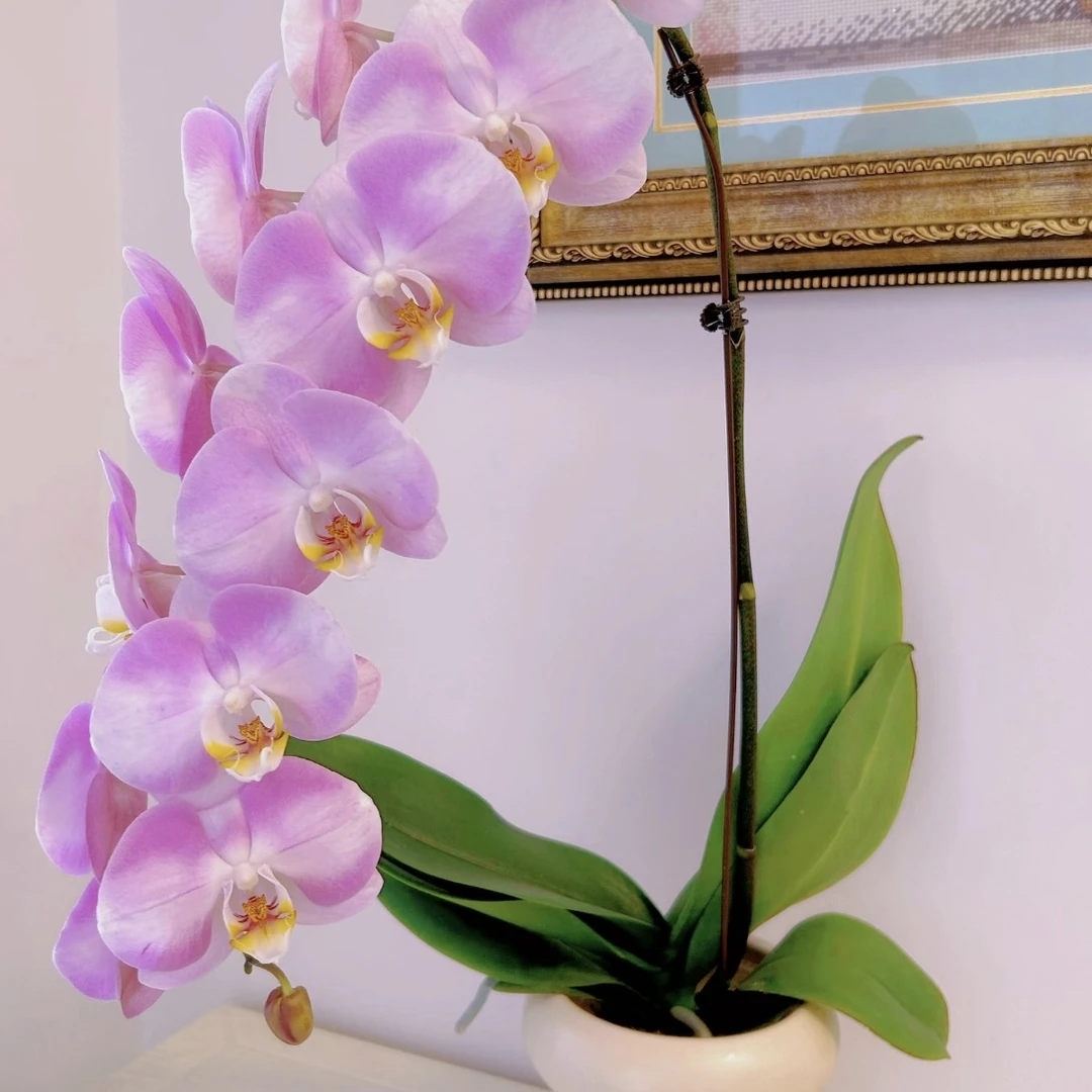 【明星】蝴蝶兰  无花剑   仅是苗  3.5寸杯