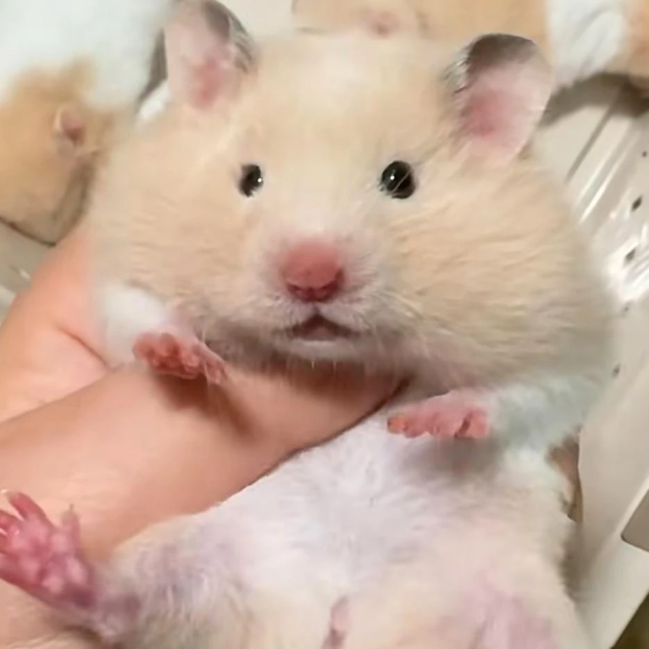 【藤盒发货】福利专场冰袋家养金丝熊精品温顺长毛熊卷毛熊短毛温顺