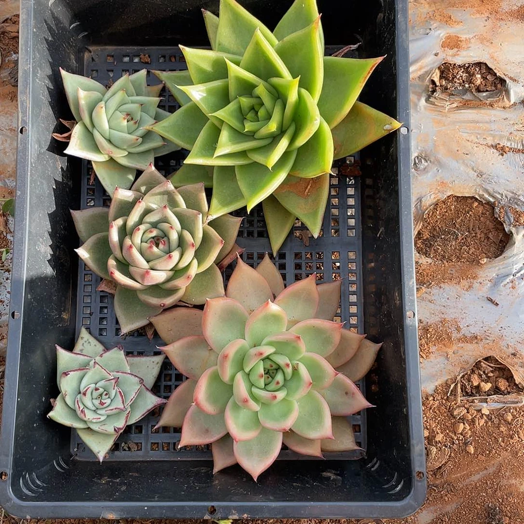 若如东云单拍A679