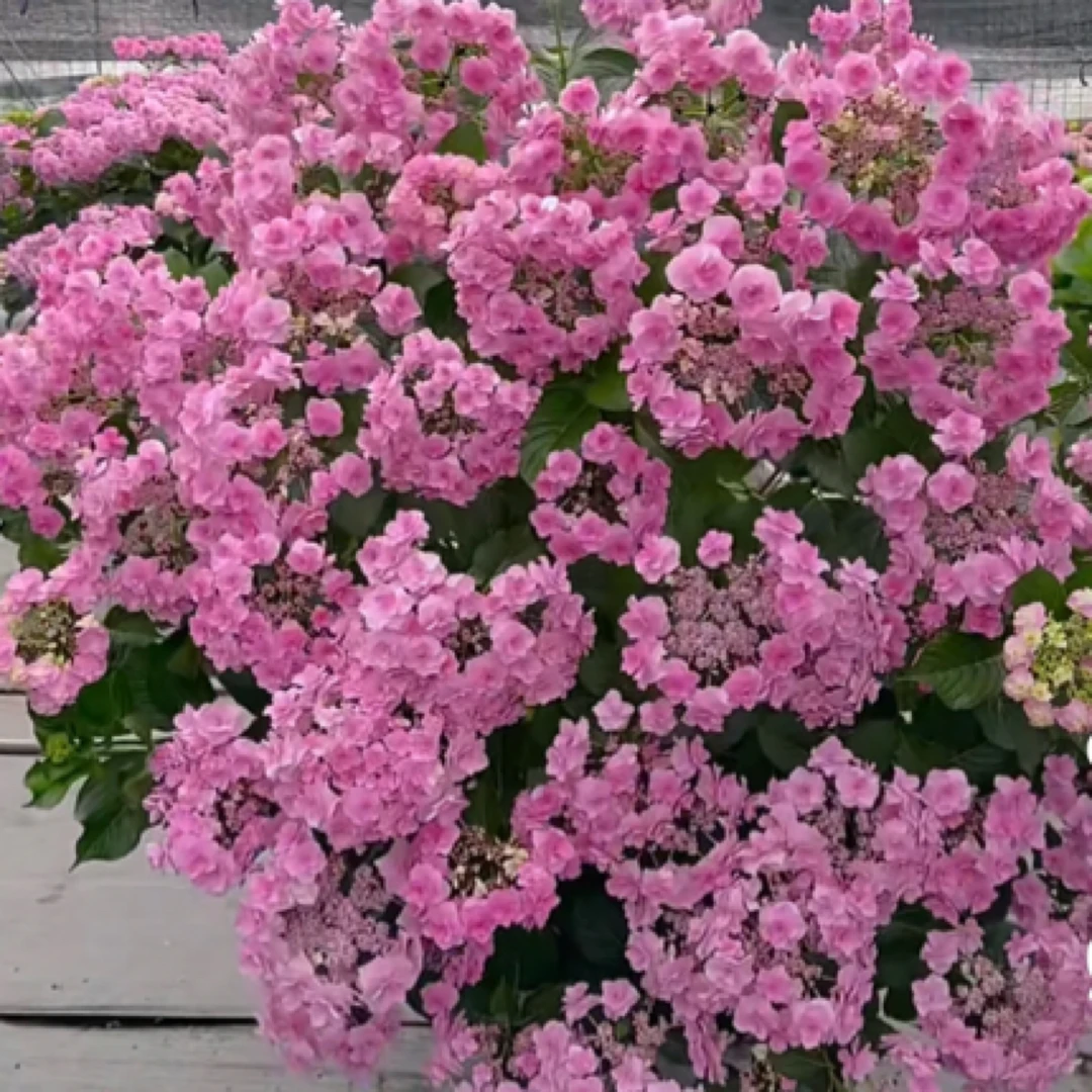 《头花》露天精品大花球（已发货不支持退款或拒收）