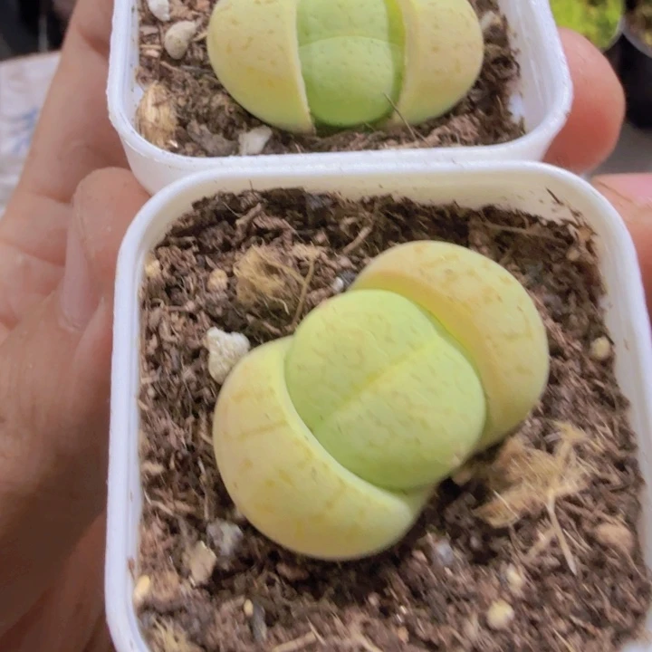 绿大白王炸一颗鼓励