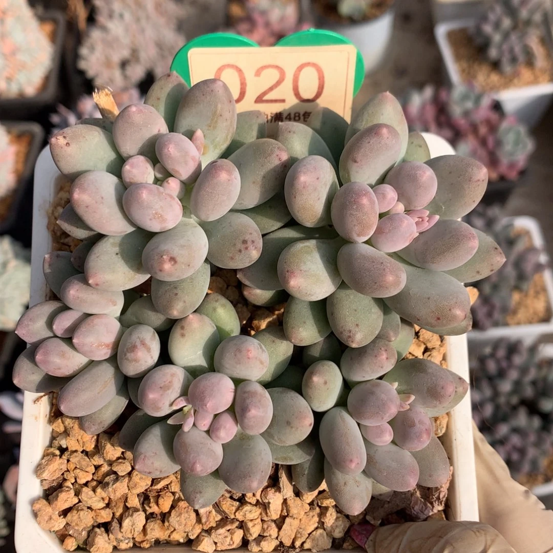 溜溜球无砍平头020