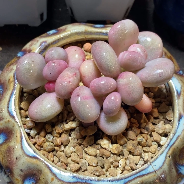 油煎丸子锦多肉植物