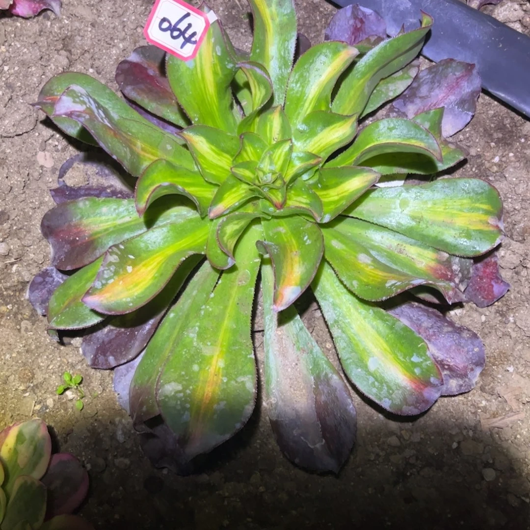 064多肉植物魅影七彩中班带侧芽