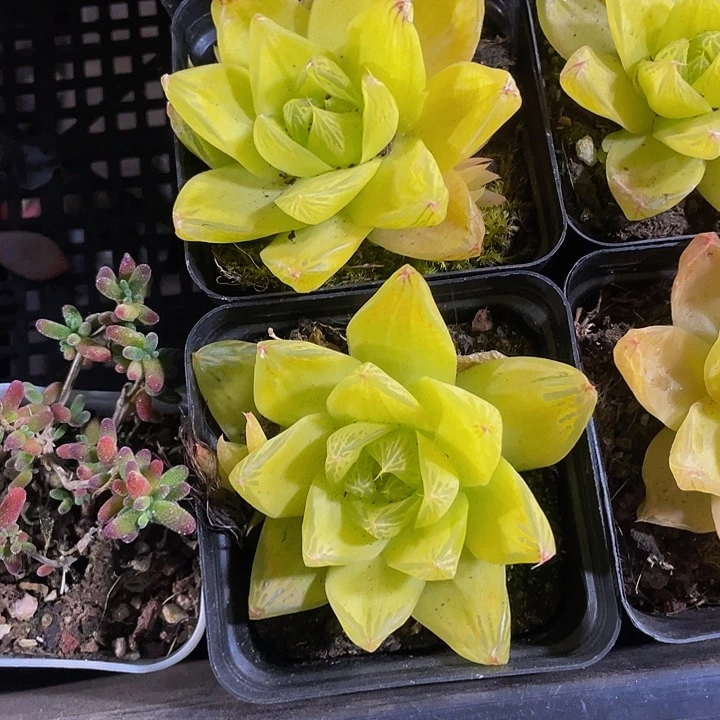 7方大黄金玉露带盆