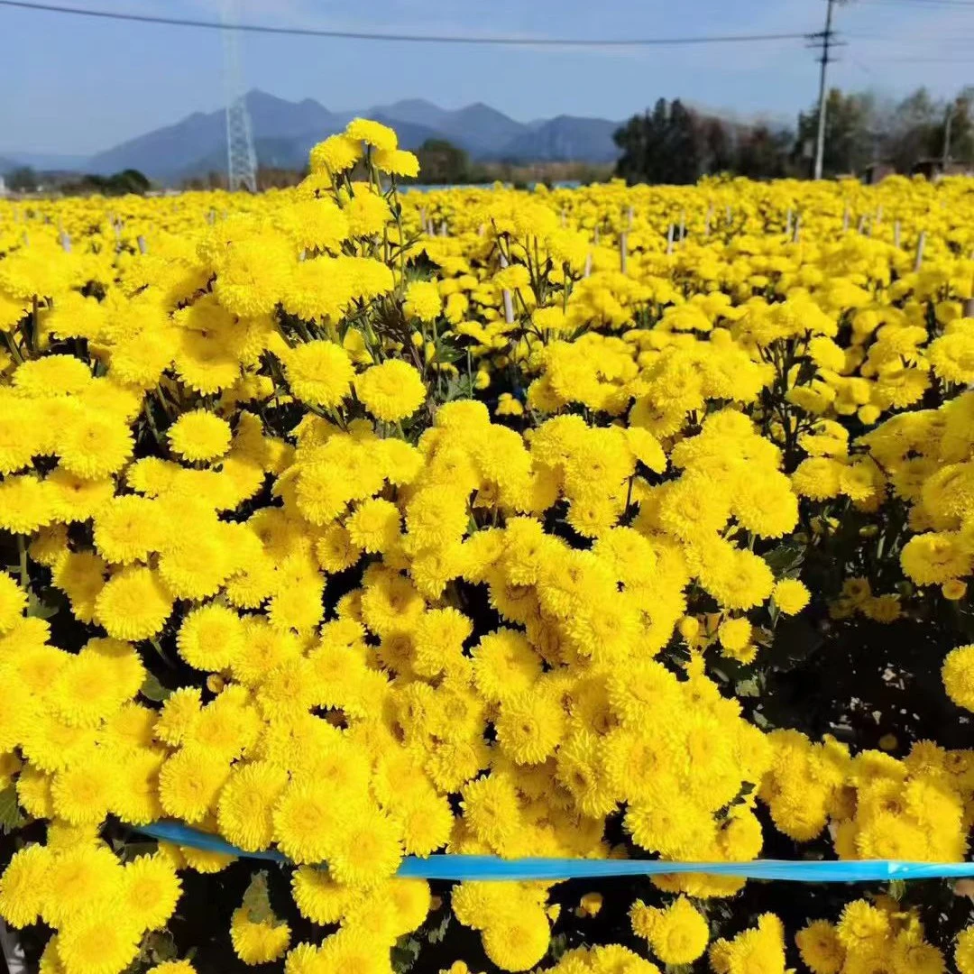 元祥鸿记 徽州皇菊 菊花茶
