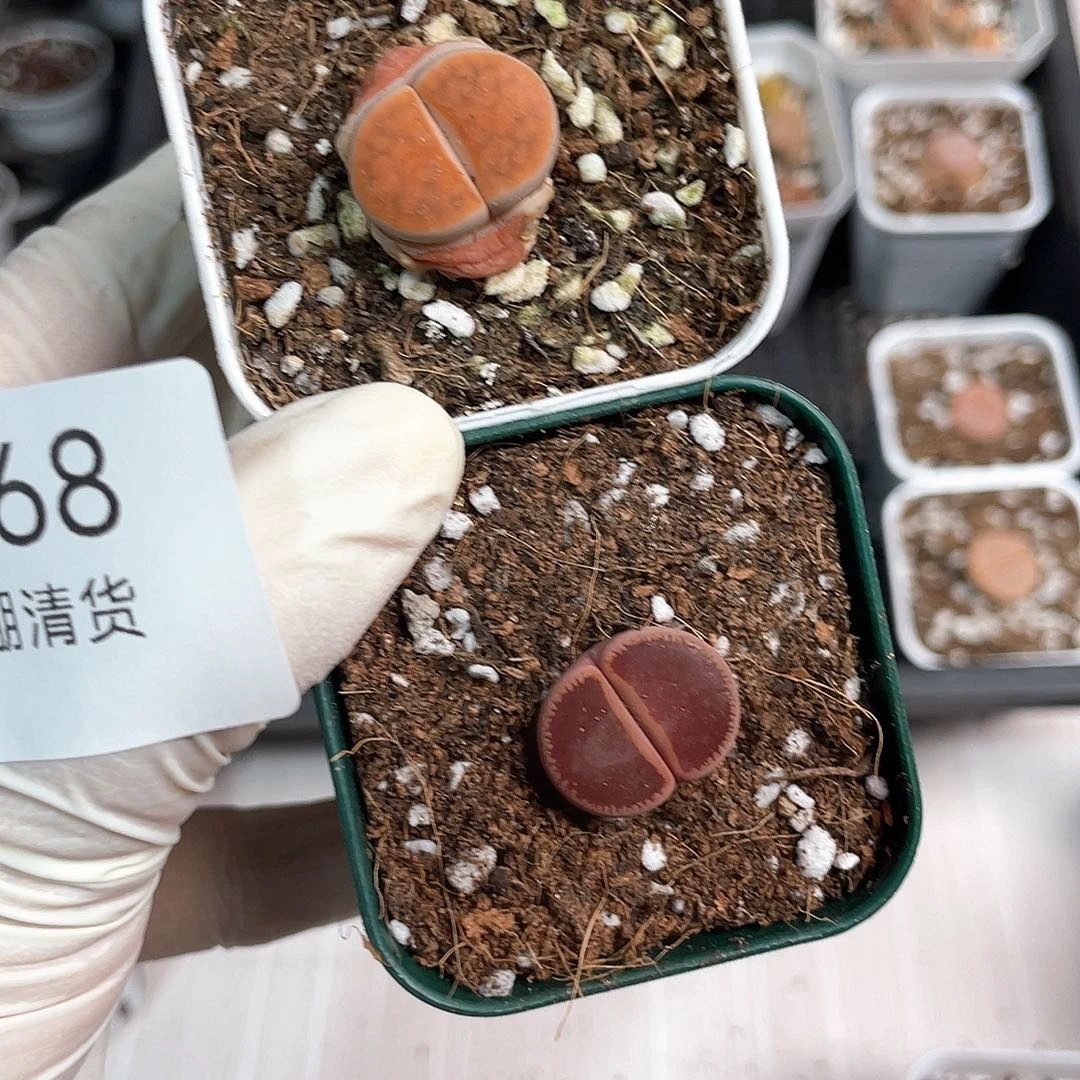 3368大棚清仓甩卖了
