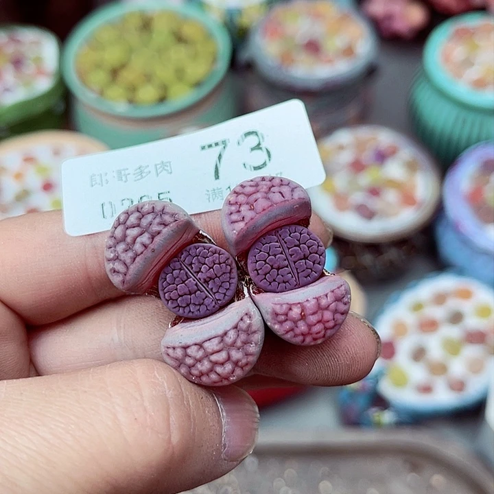 多肉植物生石花5-73