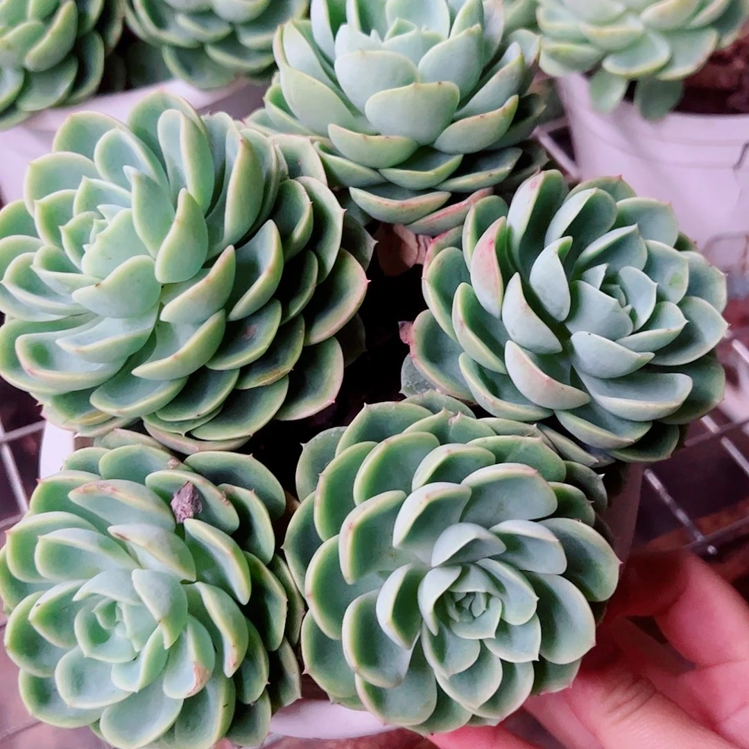 哈密瓜五大头起发老桩