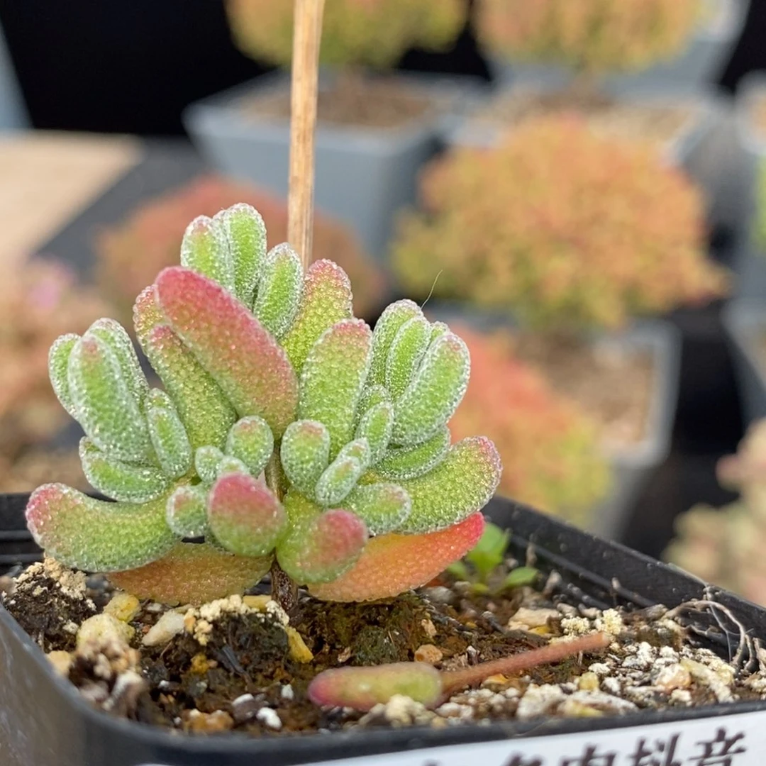 冰红683枝干番杏