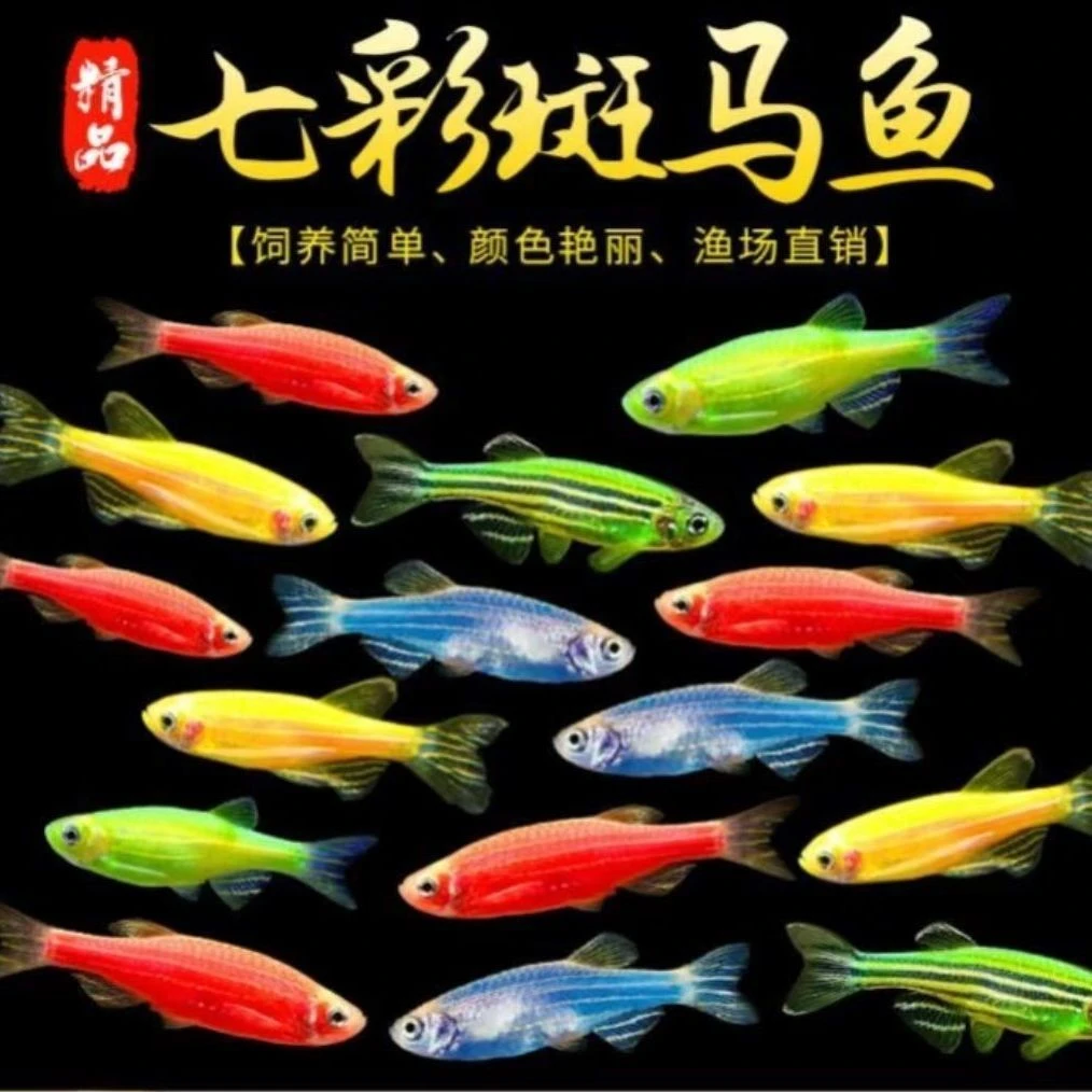 七彩斑马鱼小型热带灯科淡水观赏鱼好养耐活