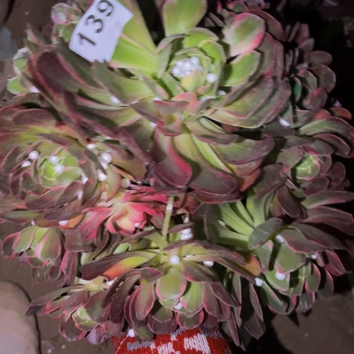 139玉芙蓉七彩多肉植物不售后